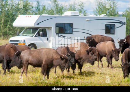 Herd of Bison (Bison Bison) (American Buffalo) grazing field in front of RV in Alaska. Stock Photo
