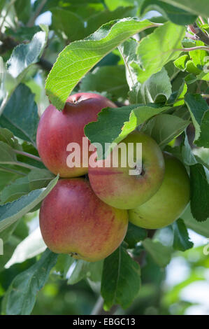 Pomme d'amour ensanglantée