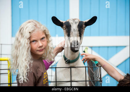 Goat (Capra aegagrus hircus) milking at an agricultural appreciation day in Alaska Stock Photo