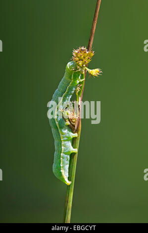 Clouded Drab (Orthosia incerta), caterpillar, Versoix, Canton of Geneva, Switzerland Stock Photo