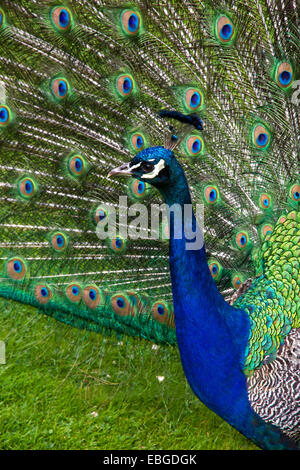 Peacock displaying tail feathers Stock Photo