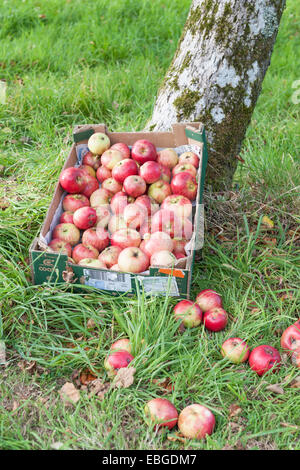 Newton Wonder apples being harvested in old english orchard in Devon Stock Photo