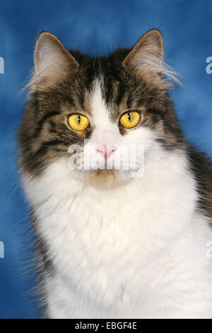 German Longhair portrait Stock Photo