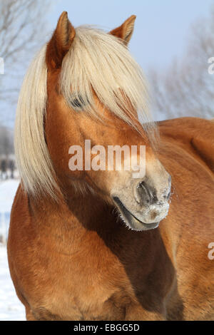 haflinger horse portrait Stock Photo