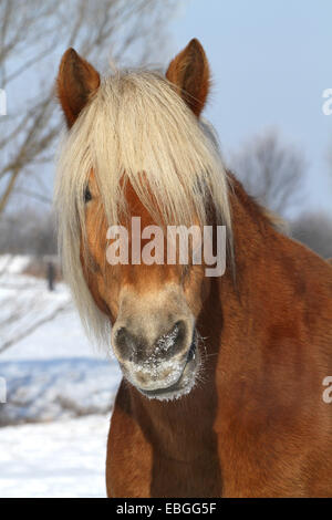 haflinger horse portrait Stock Photo