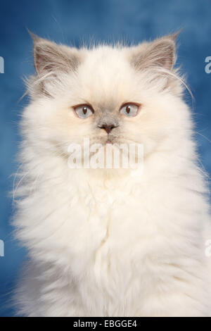 Persian cat portrait Stock Photo