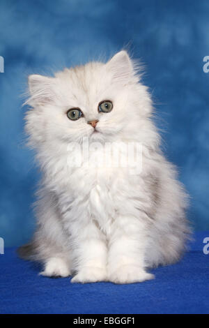 Persian cat kitten Stock Photo