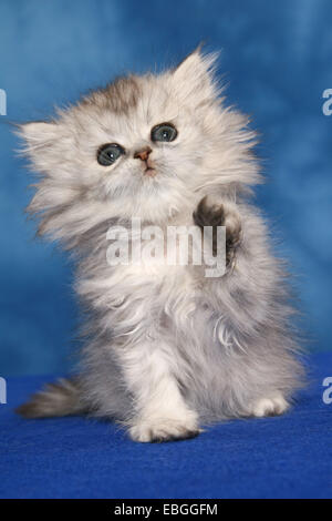 Persian cat kitten Stock Photo