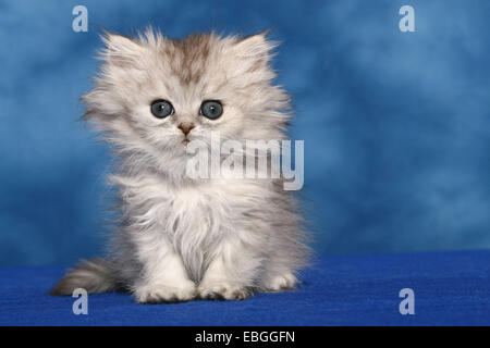 Persian cat kitten Stock Photo