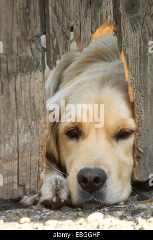 Golden Retriever behind fence Stock Photo: 75966956 - Alamy