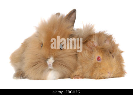 rabbit and guninea pig Stock Photo