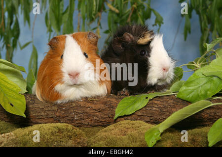 2 guninea pigs Stock Photo