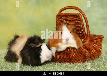 guninea pigs Stock Photo