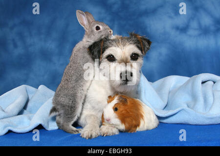 dog, pygmy rabbit and guninea pig Stock Photo