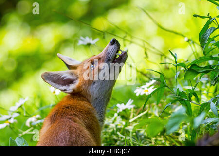 red fox (Vulpes vulpes), young red fox looks up in a meadow in forest, Switzerland, Sankt Gallen