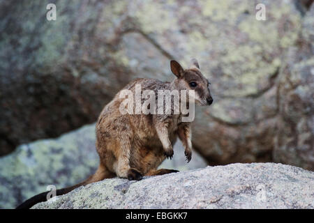 black-footed rock wallaby (Petrogale lateralis), on rock, Australia, Queensland, Magnetic Island Stock Photo