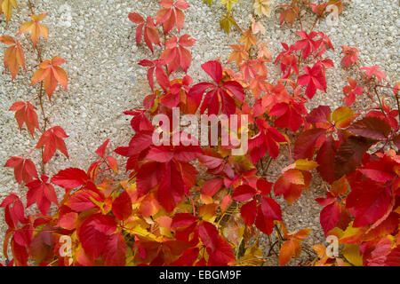 Red creeper leaves on the stone wall of a building Stock Photo