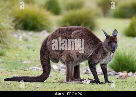 Kangaroo Island kangaroo, Western Grey Kangaroo; Black-faced Kangaroo (Macropus fuliginosus fuliginosus), in habitat, Australia, Suedaustralien Stock Photo