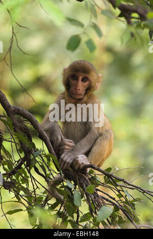 rhesus monkey, rhesus macacque (Macaca mulatta), portrait, sitting, India, Keoladeo Ghana Nationalpark Stock Photo