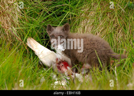 arctic fox (Alopex lagopus), fox cub with prey, Iceland, Snaefellsnes, Londrangar Stock Photo