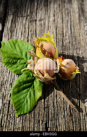 Three hazelnuts on wooden background freshly picked from a tree Stock Photo