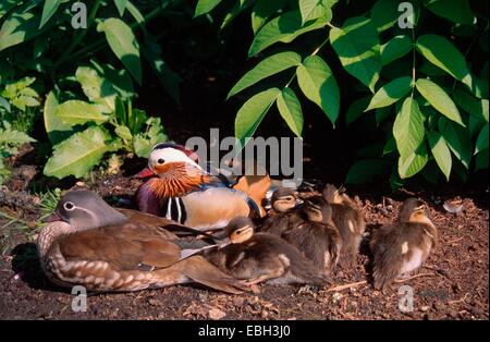 mandarin duck (Aix galericulata), with chicks, BLWS010754.jpg. Stock Photo