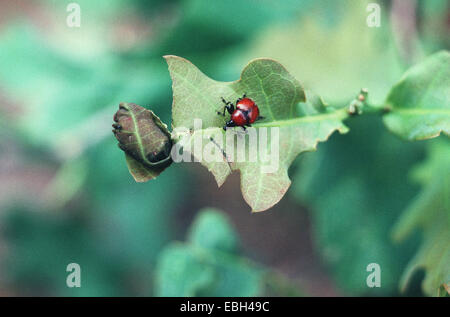 oak leaf roller, red oak roller (Attelabus nitens), rolling a leaf. Stock Photo