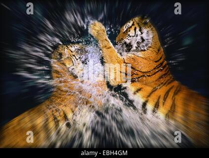 Bengal tiger (Panthera tigris tigris), two fighting males. Stock Photo