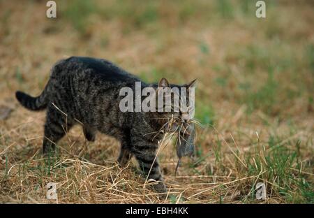 domestic cat (Felis silvestris f. catus), tomcat with captured mouse.