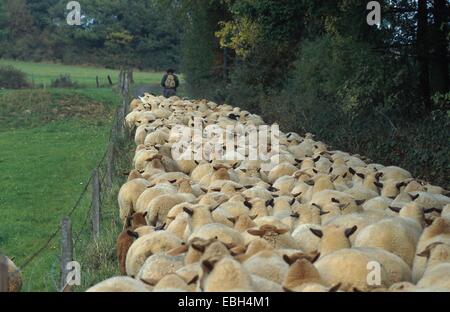 domestic sheep (Ovis aries f. aries), migrating flock of sheeps.