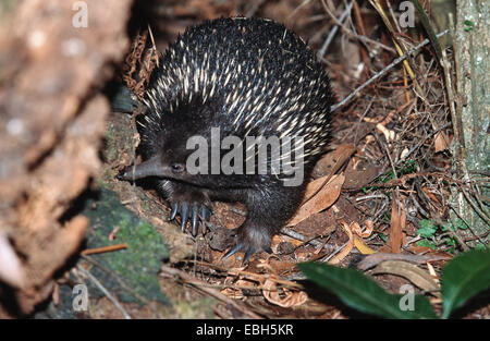 short-nosed echidna, short-beaked echidna, spiny anteater (Tachyglossus aculeatus). Stock Photo