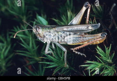 black-spotted grasshopper (Stenobothrus nigromaculatus). Stock Photo