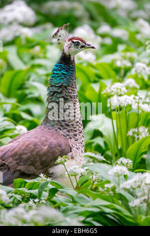 Common peafowl, Indian peafowl, blue peafowl (Pavo cristatus), female in a field with wild garlic, portrait, Germany, North Rhine-Westphalia Stock Photo