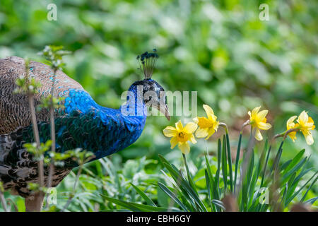 Common peafowl, Indian peafowl, blue peafowl (Pavo cristatus), male on the feed, Germany, North Rhine-Westphalia Stock Photo