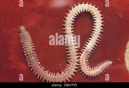 pelagic clam worm (Nereis pelagica). Stock Photo