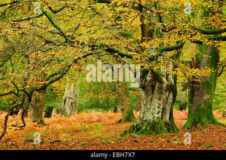 Mark Ash Wood, New Forest, Hampshire, UK. Autumn Stock Photo