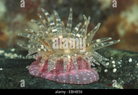 wartlet anemone, gem anemone (Bunodactis verrucosa). Stock Photo