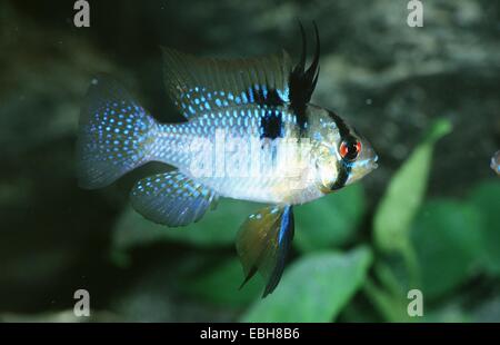 Ramirez's dwarf cichlid, Ramirezi, Ram cichlid (Microgeophagus ramirezi ...