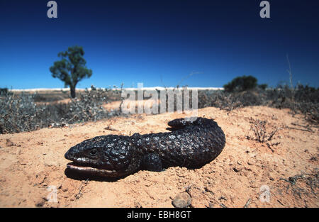 Shingle Back, stump-tailed skink (Trachydosaurus rugosus). Stock Photo