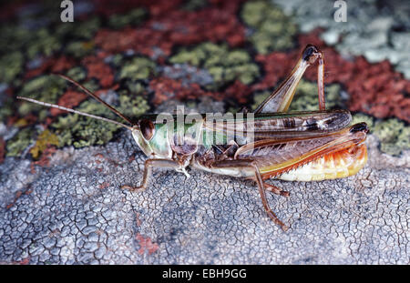 black-spotted grasshopper (Stenobothrus nigromaculatus). Stock Photo
