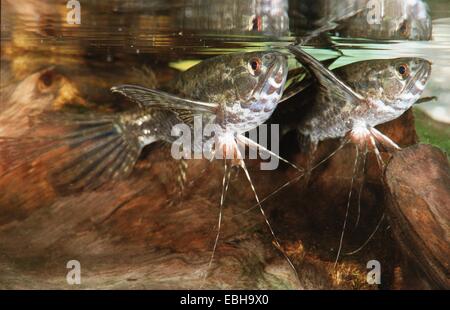 butterfly fish, butterflyfish, freshwater butterflyfish (Pantodon buchholzii). Stock Photo
