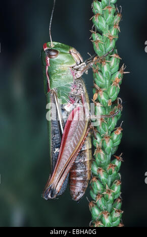 black-spotted grasshopper (Stenobothrus nigromaculatus). Stock Photo