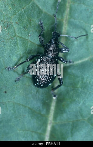 lightspotted snout weevil (Otiorhynchus gemmatus). Stock Photo