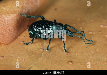 lightspotted snout weevil (Otiorhynchus gemmatus). Stock Photo