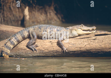 spectacled caiman (Caiman crocodilus), Is situated on the trunk in the water. Stock Photo