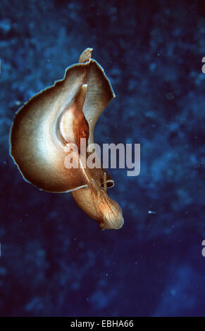 banded-sea-hare-aplysia-fasciata-stock-photo-alamy