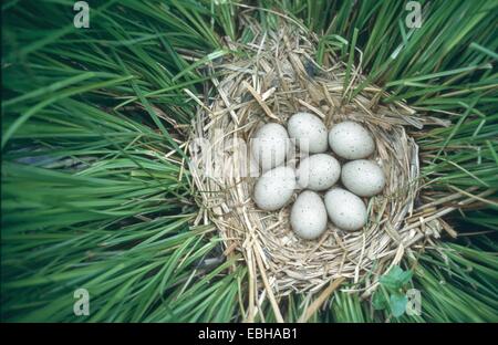 black coot (Fulica atra), nest with eggs, clutch. Stock Photo