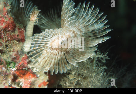 feather-duster worm (Sabellastarte sp.). Stock Photo
