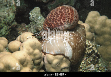 Partrige Tun Shell Pacific Partridge Tun (Tonna perdix) on the sea bottom Stock Photo - Alamy
