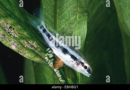 Chessboard Cichlid, Fork-Tailed Checkerboard Cichlid, Checkerboard Cichlid (Dicrossus filamentosus). Stock Photo